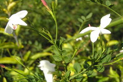 Jasminum grandiflorum